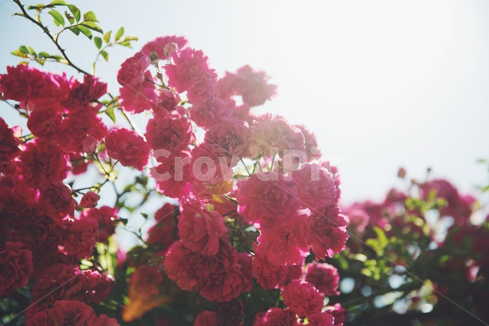 꽃,flower,식물,plant,역광,식물,자연,plants,nature,꽃,flower