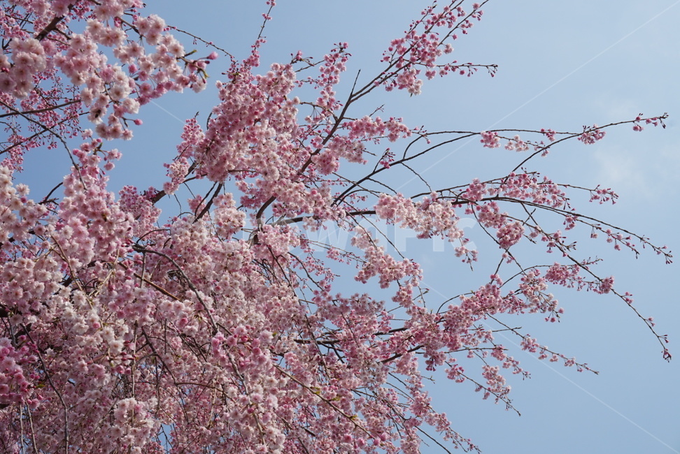 벚꽃나무,벚꽃,나무,꽃,분홍색,봄,계절,spring,season,plant,식물,flower,blossom,cherry blossom