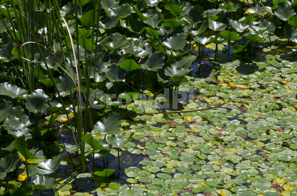 연못,녹색,물가,연잎,수풀,scene,view,feeling,emotion,nature,landscape,season,풍경,감정,감성,자연,계절,뷰티,pond,summer,lotus,풍경사진,감성사진,정취