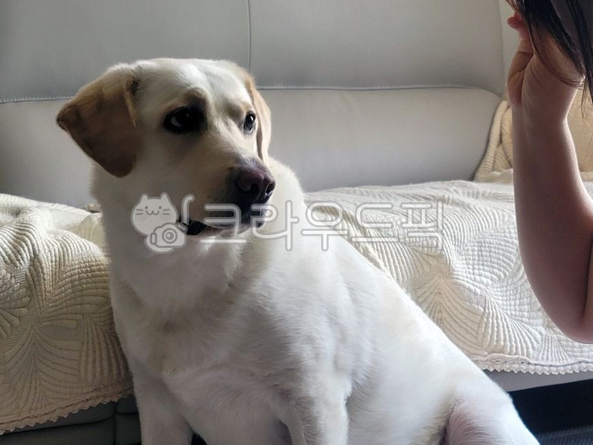 래브라도리트리버,labradorretriever,애완동물,dog,개,animal,동물,pet