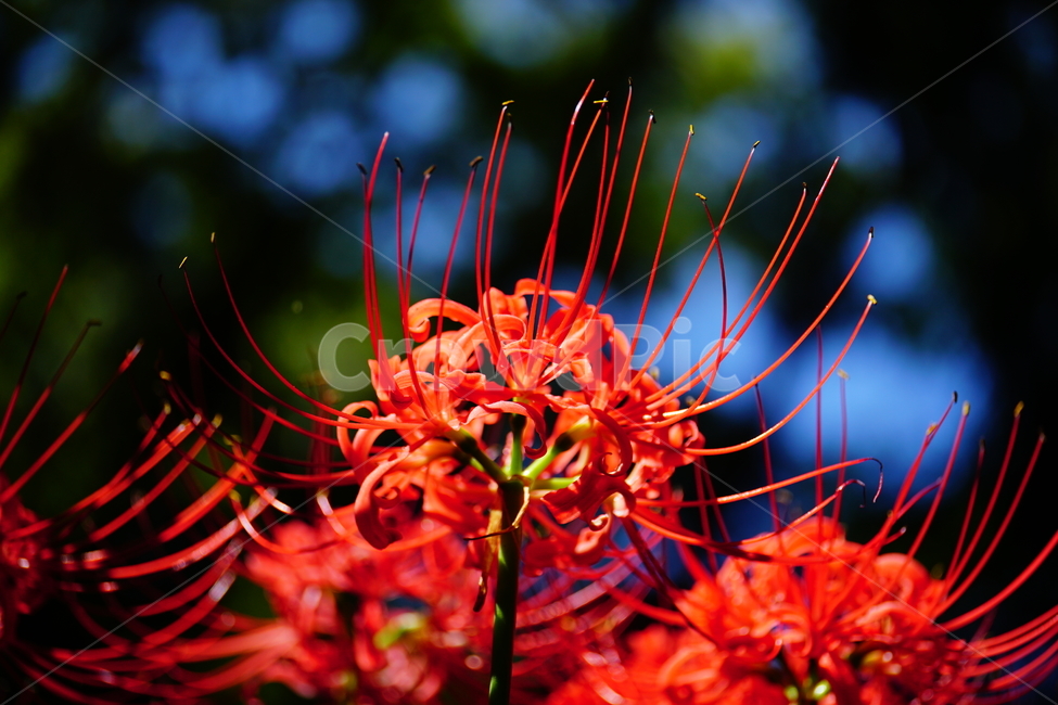 꽃무릇,꽃,식물,플라워,flower,자연,nature,plants,9월,가을,fall,autumn,september,꽃밭,화단,closeup,접사,매크로,마크로,macro,꽃사진,가을꽃,식물,자연,plants,nature,꽃,flower