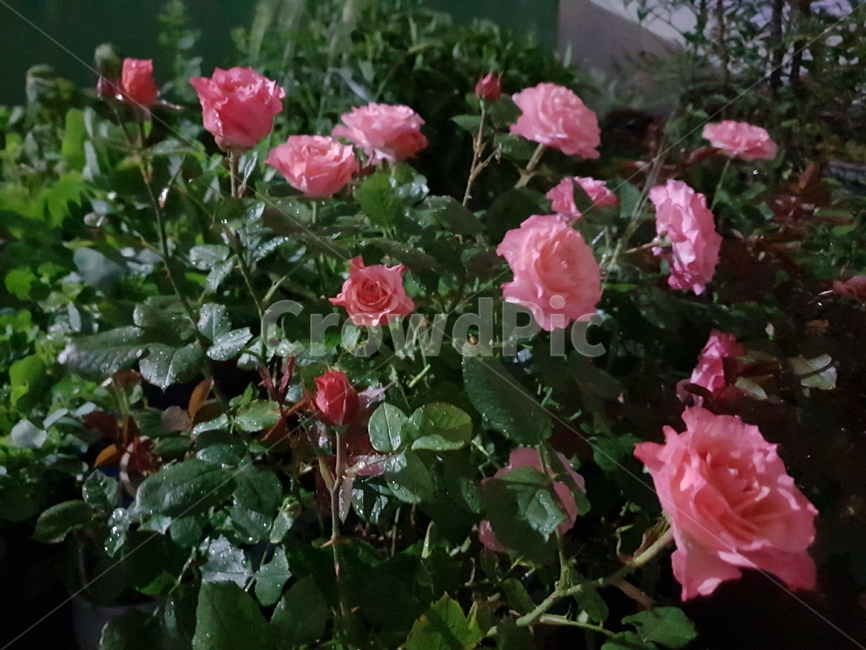 장미꽃,rose,다마커스로즈,pinkrose,밤장미