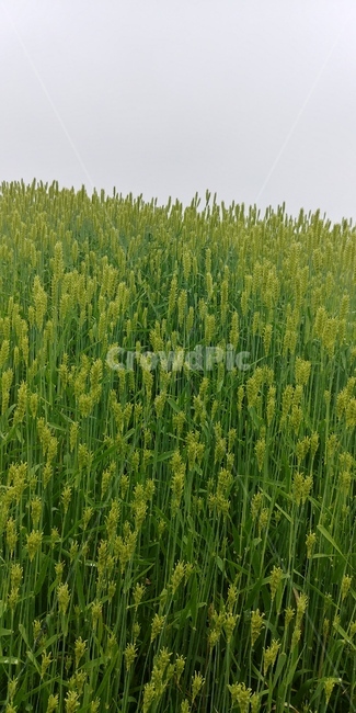 청보리,봄,축제,태안,포토존
