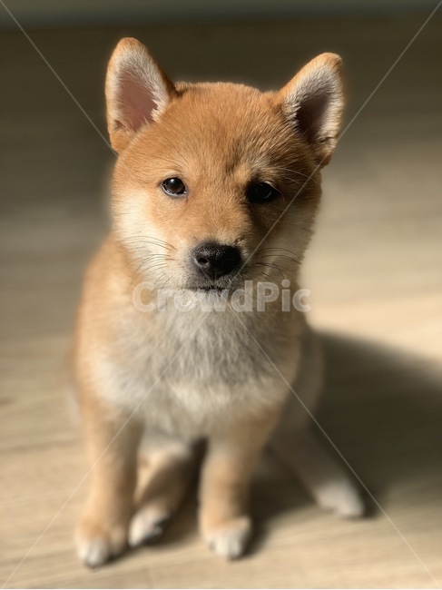 애완견,애견,리트리버,반려견,반려,동물,animal,포유류,mammal,개,강아지,dog,doggy