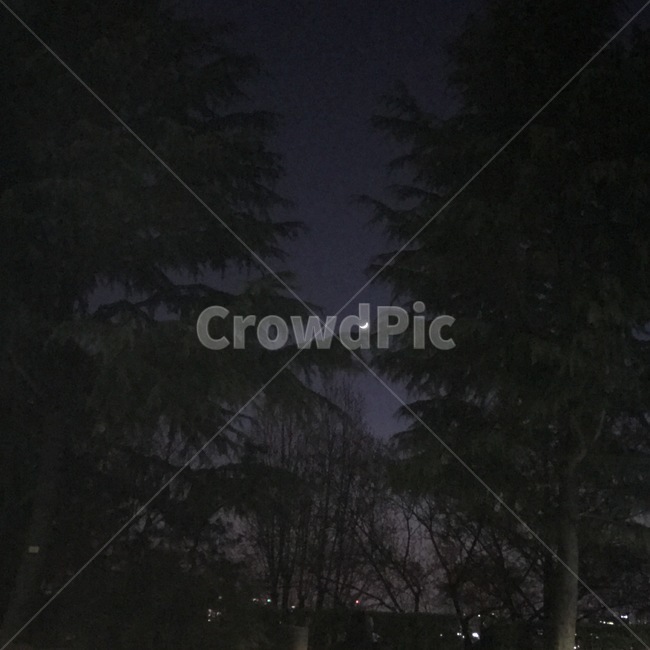 밤,달,나무,배경,night,moon,자연,풍경,nature,landscape,야경,밤,nightscape,night,식물,plants,나무,trees,wood,outdoors,옥외