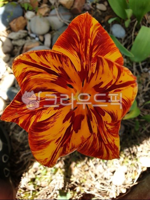 Tulip,plant,tulip,flower