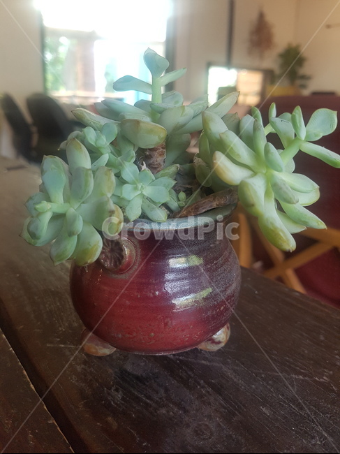 꽃,식물,한국꽃,다육식물,flower,화초,실내용화초,화분,화초,house plant