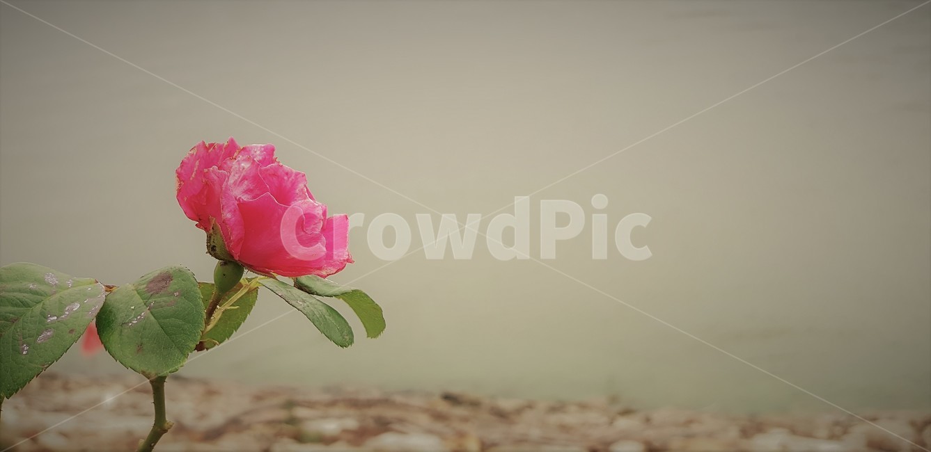 꽃,장미,식물,자연,붉은장미,아름다움,5월,식물,자연,plants,nature,꽃,flower