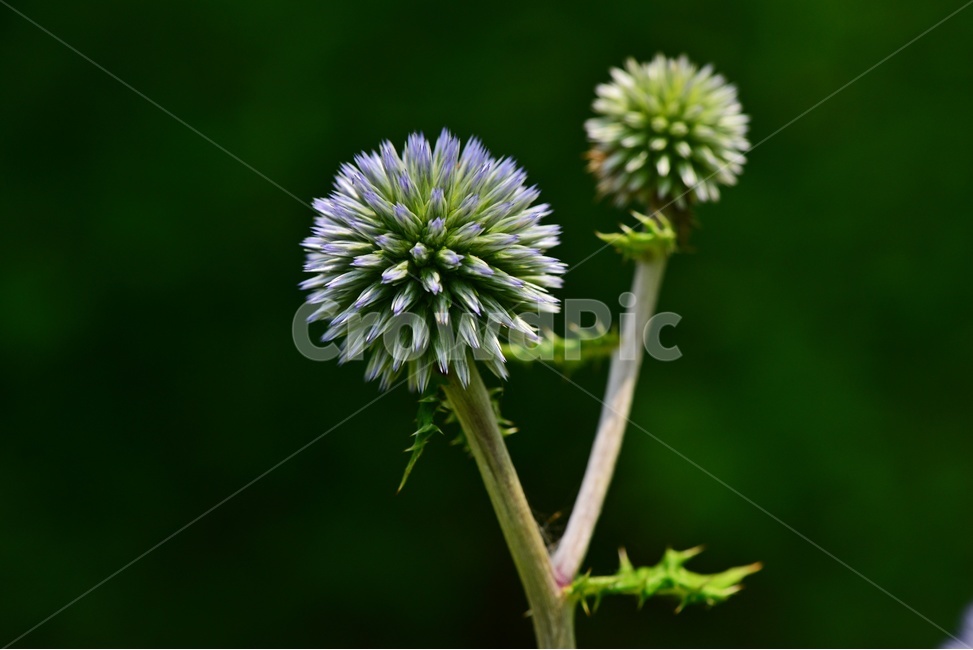 plant,식물,blossom,flower,꽃,절굿대,절굿대꽃,식물,자연,plants,nature