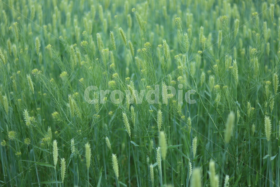 청보리,녹색,들판,봄,맑음,식물,자연,plants,nature