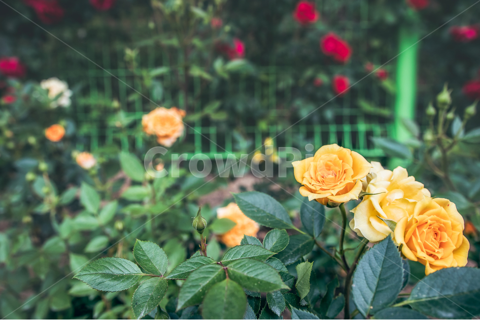 장미,공원,산책,봄,꽃,flower,플라워,자연,5월,rose,로즈,식물,자연,plants,nature,꽃,flower,감성,sensible,feeling,색깔,색상,색채,색감,color sense,color sensitivity,feeling of color