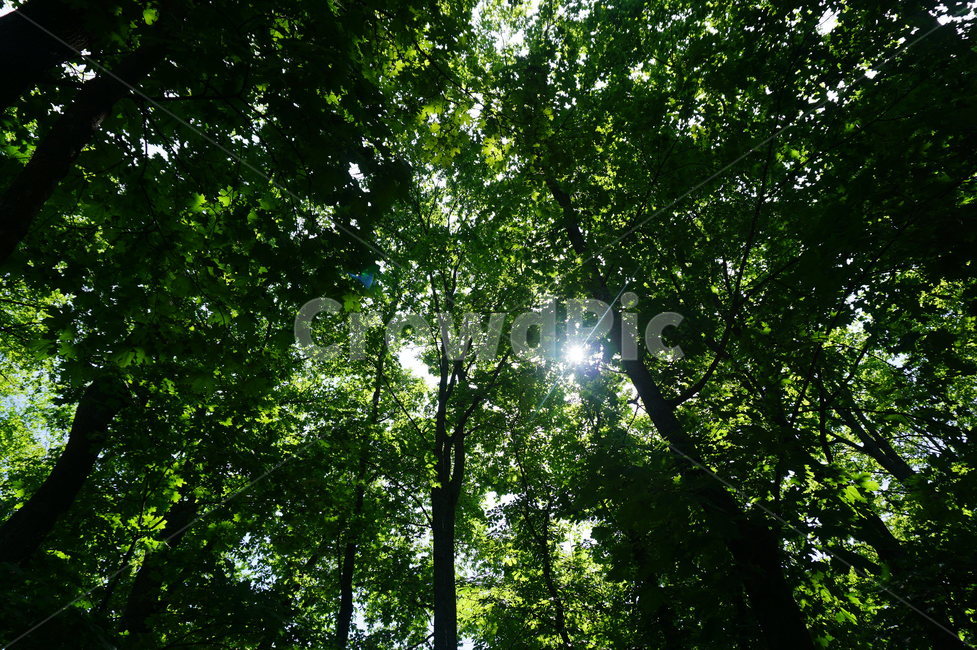 숲,초록색,햇살,공원,나무