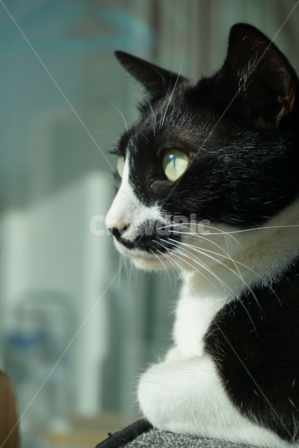 knife eye,cat profile,Veranda,sunlight,Korean Shorthair,house cat,mammal,cat,UVrays,Whiskers,nose short,cat eyes,animal,cat pupil,apartment,pet