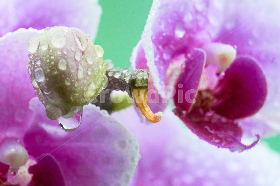 호접란,서양난,꽃,접사,생화,화분,plant,nature,flower,초접사