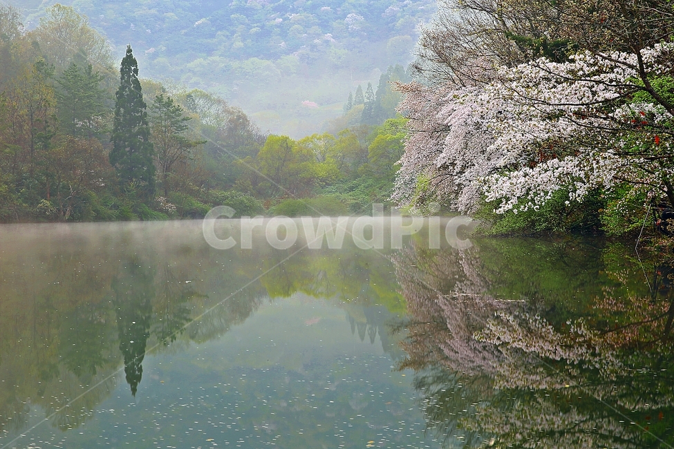 세량지,화순세량지의봄,봄날,물안개피는세량지,한국의자연,봄,계절,spring,season,자연,풍경,nature,landscape,한국자연풍경,한국자연경관,korea nature landscape