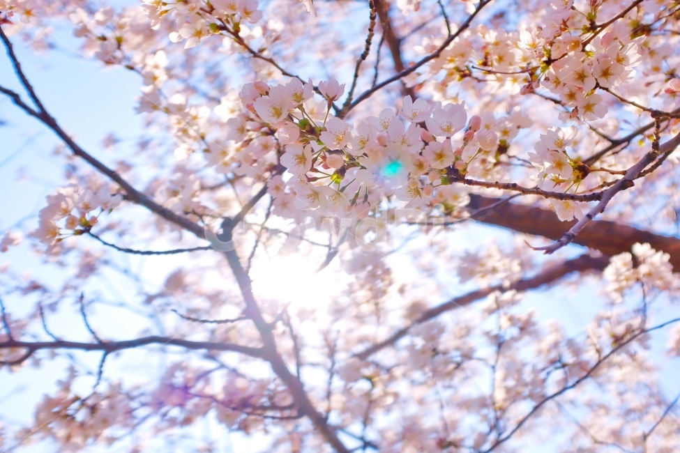 벚꽃,벚꽃나무,꽃,봄꽃,봄,봄,계절,spring,season,식물,자연,plants,nature,꽃,flower,plant,blossom,cherry blossom