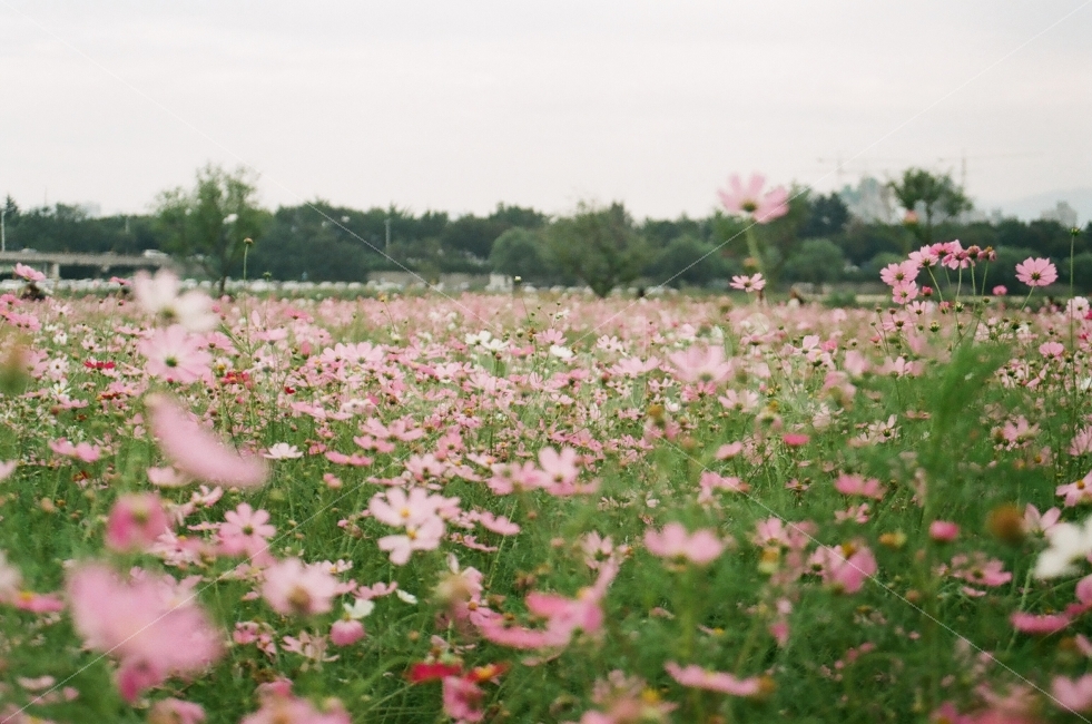 코스모스,꽃,필름사진,감성,느낌,자연,풍경,nature,landscape,가을,계절,fall,autumn,season,감성,sensible,feeling,flower,blossom,plant,식물,petal,꽃잎