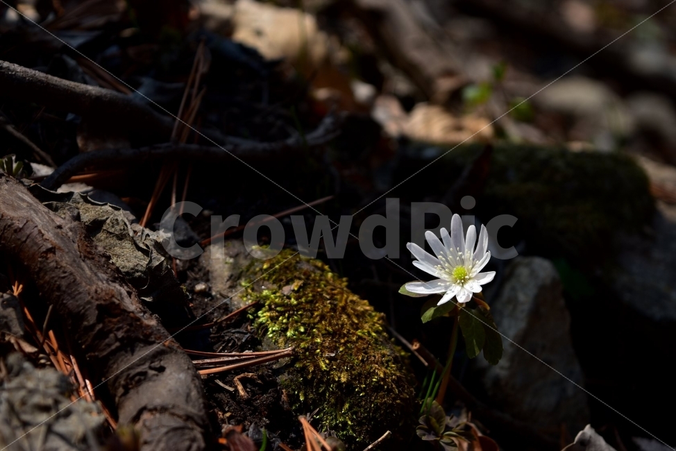 꿩의바람꽃,봄,야생화,꽃,화야산,경기도,봄꽃,감성,wildfolwer,산꽃,들꽃,봄야생화,햇살,햇빛,미나리아재비과,바람꽃속,덧없는사람,금지된사랑,사랑의괴로움,AnemoneraddeanaRegel,식물,식생,자연,식물,자연,plants,nature,꽃,flower