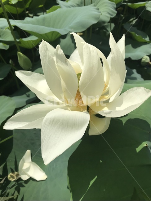 연꽃,꽃,자연,식물,flower,식물,자연,plants,nature,꽃,flower