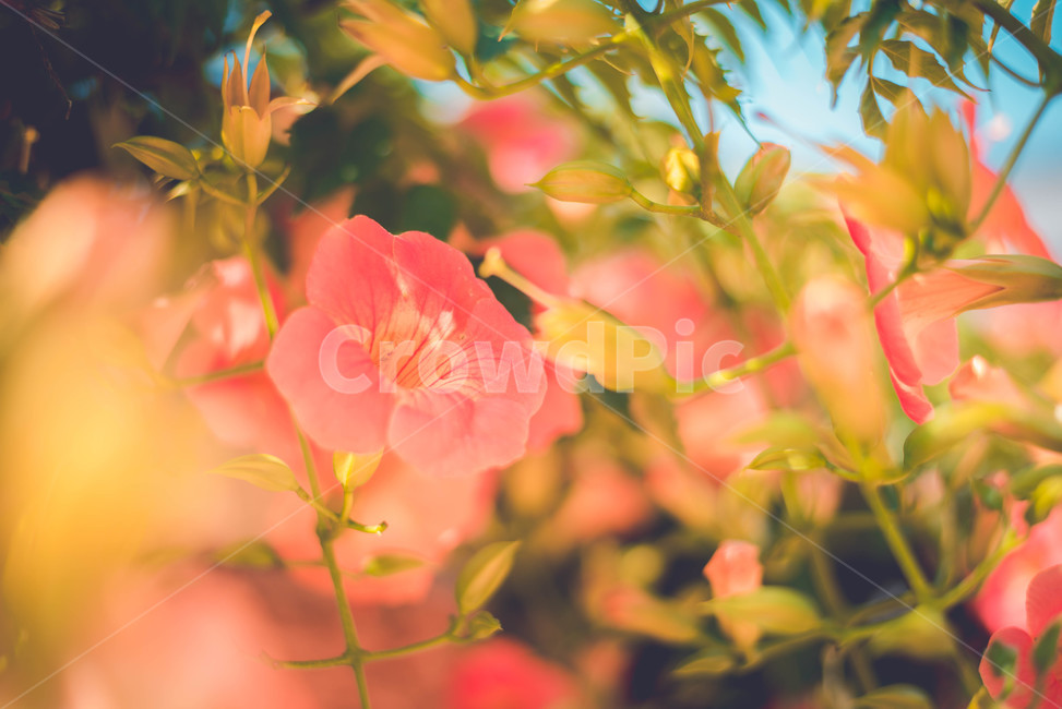 능소화,식물,꽃,주황색,여름꽃,식물,자연,plants,nature,꽃,flower