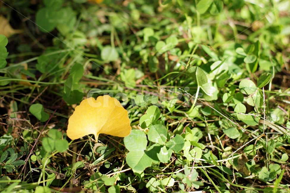 단풍,은행나무잎,은행나무숲,가을,분위기,감성,노랑,yellow,숲,fall,landmark,landscape,식물,plant,green,가을,계절,fall,autumn,season,leaf,잎