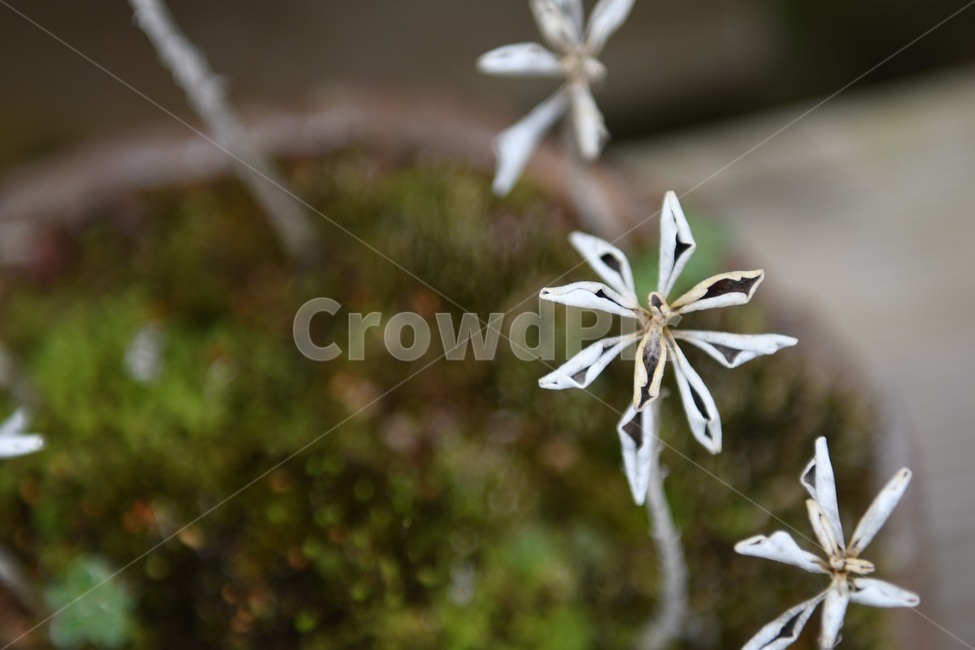 식물,꽃,감성사진,자연,flower,꽃사진,봄,봄꽃,계절,감성,4월,spring,힐링,자연풍경,풍경,식물,자연,plants,nature