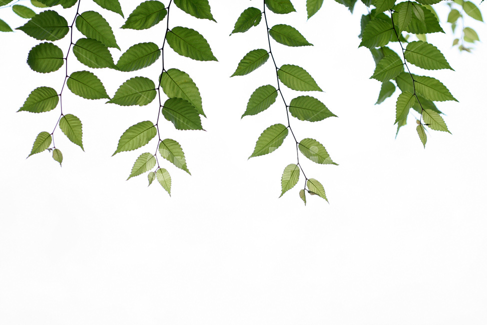 숲,나뭇잎,잎,나뭇가지,나무,식물,자연,plants,nature