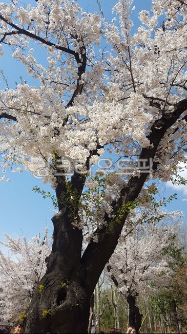 spring,tree trunk,Cherry Blossom,tree,flower
