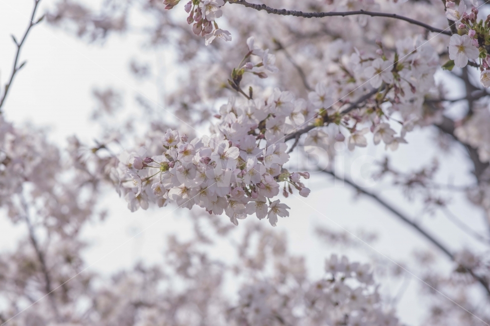 봄,봄꽃,벚꽃,봄풍경,꽃,핑크,식물,자연,plants,nature,봄,계절,spring,season,꽃,flower,plant,blossom