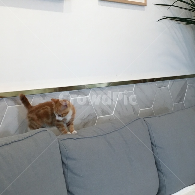 고양이,냥이,야옹이,길냥이,길묘,아기고양이,귀여움,귀여워,뽀시래기,젤리,집사,cat,kitty,kitten,babycat,cutie,cute,animal,동물,animal,포유류,mammal,고양이,cat,kitten,kitty
