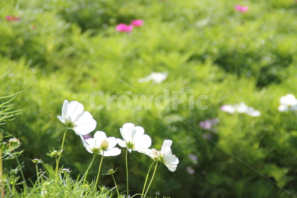 코스모스,자연,화사,가을,들꽃,식물,자연,plants,nature,꽃,flower