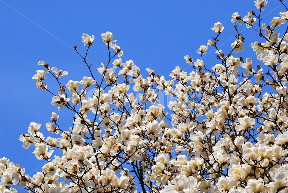 목련꽃,하얀목련,봄꽃,봄이미지,나무꽃,하얀색,패턴,flowers,pattern,white,blue,sky,하늘,맑은,청명한,투명한,해맑은,활기찬,화사한,우아한,봄,계절,spring,season,식물,자연,plants,nature,꽃,flower,plant