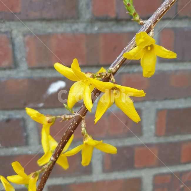 개나리,벽돌,노랑색,꽃,식물,봄,계절,yellow,꽃잎,flower,봄,계절,spring,season,식물,자연,plants,nature,꽃,flower,plant,brick