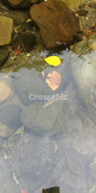 물,단풍,water,바위,투영,빛
