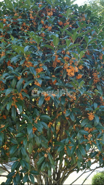금목서,향기로운꽃,가을,초록잎,주황꽃,향기,식물,자연,plants,nature,꽃,flower