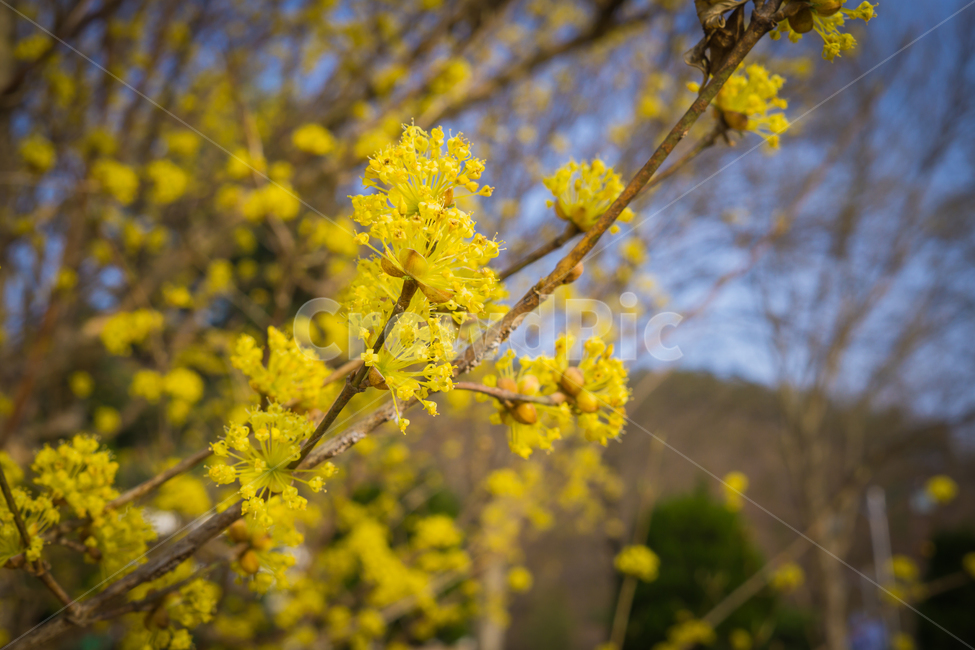 꽃,산수유,봄,접사,노란,flower,spring,macro,yellow,natural,봄,계절,spring,season,식물,자연,plants,nature,꽃,flower,plant,blossom