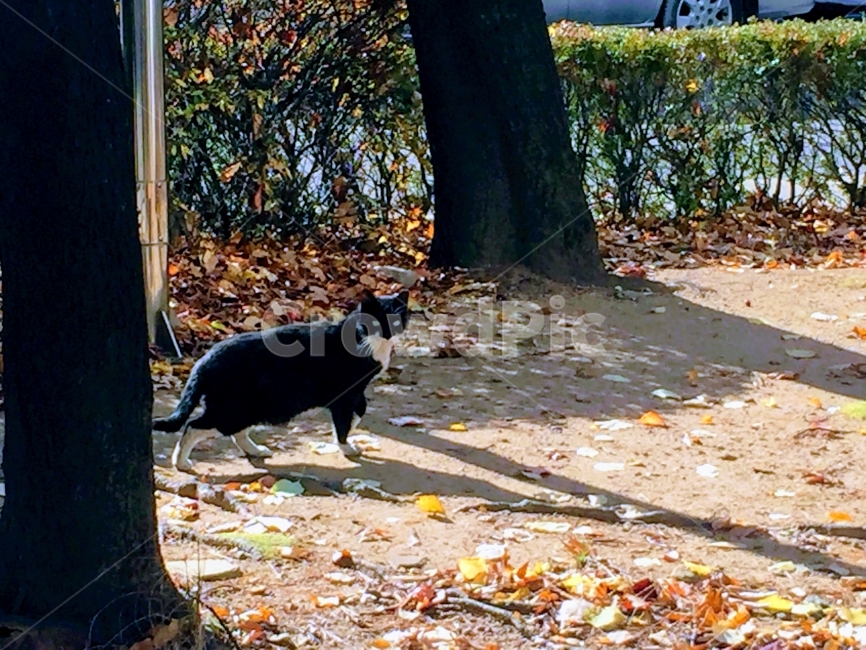 길고양이,검은고양이,가을,낙엽,그림자,가을,계절,fall,autumn,season,동물,animal,포유류,mammal,고양이,cat,kitten,kitty