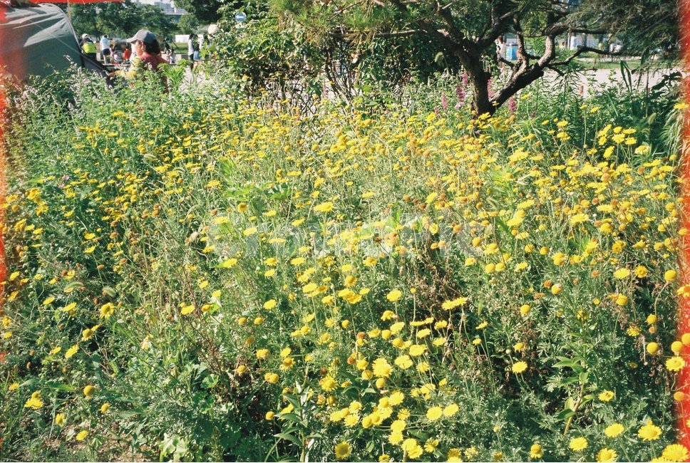 grassland,field,자연,nature,옥외,outdoors,countryside,한지방,rural,농촌,meadow,식물,plant,농장,farm,목초지