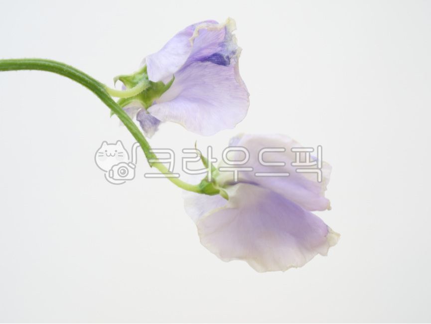 stilllife,light purple flower,blossom,sweet pea,sweetpea,still life,flower still life,flower