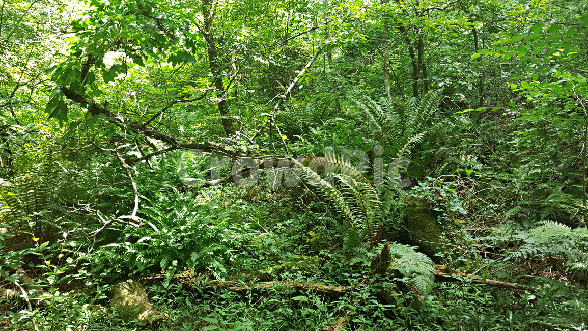 숲,나무,나뭇잎,식물,plant,tree,vegetation,초목,treetrunk,나무줄기,outdoors,옥외,woodland,삼림지,land,nature,자연,forest