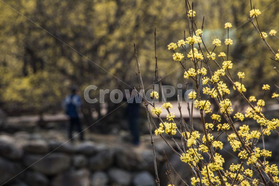 산수유,길,봄,나들이,배경,계절,꽃,자연,식물,한국,봄,계절,spring,season,식물,자연,plants,nature,꽃,flower,plant