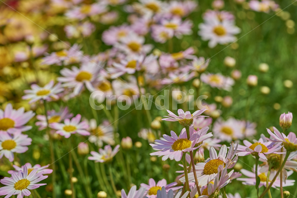 국화,데이지,분홍색,분홍데이지,꽃밭,daisy,꽃,식물,봄,개화