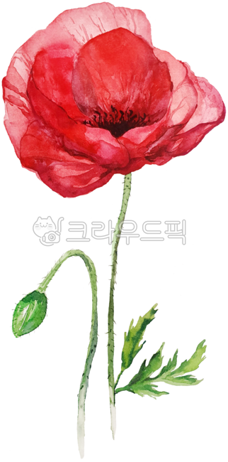 양귀비,꽃양귀비,양귀비꽃,붉은꽃,poppy,poppyflower,redflower,poppyflowerpainting,양귀비꽃그림,꽃그림