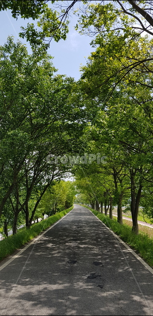 tree,나무,식물,outdoors,드라이브,도로,숲길