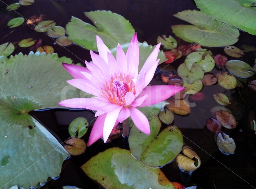 연꽃,연,꽃,연잎,잎,식물,자연,plants,nature,꽃,flower