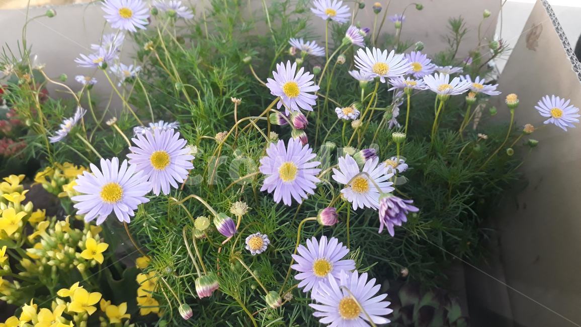 plant,식물,flower,blossom,꽃,daisies,daisy,데이지,summer,식물,자연,plants,nature,꽃,flower