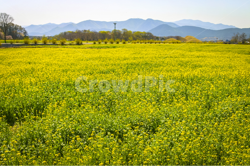 유채꽃,꽃밭,노란색,봄,풍경,반월성,경주,3월,봄,계절,spring,season,자연,풍경,nature,landscape,outdoors,옥외,grassland,목초지,field,들,rural,농촌,farm,농장,meadow