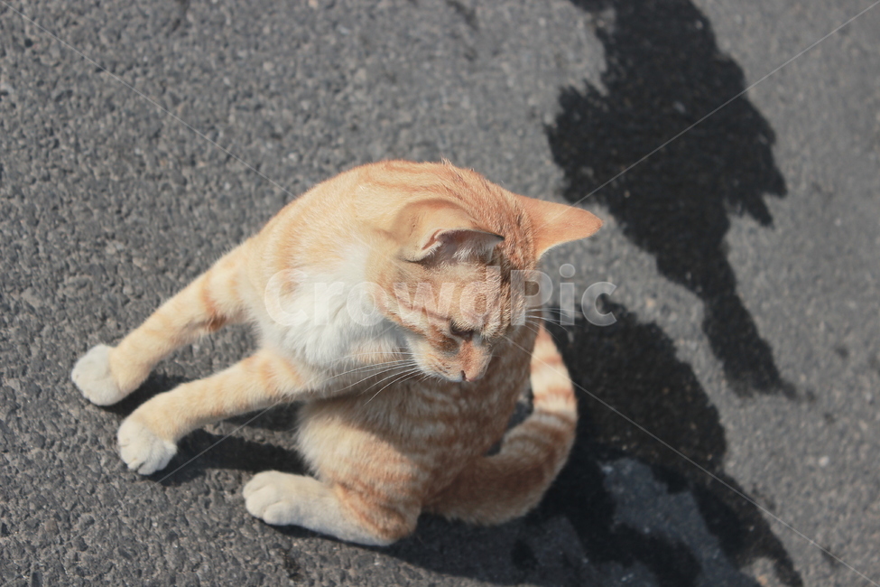 고양이,치즈태비,그루밍,cat,동물,애완묘