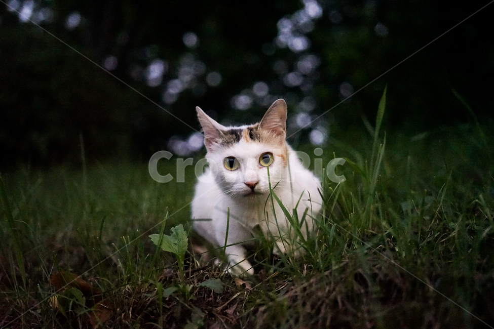 고양이,동물,포유류,길냥이,cat,animal,pet,동물,animal,포유류,mammal,고양이,cat,kitten,kitty