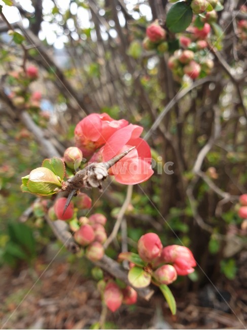 식물,싹,새싹,꽃,자연,봄,spring,nature,flower,blossom,bud,sprout,plant,봉우리,봉오리,산당화,명자나무,나무,tree